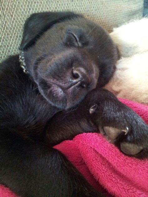 Sleeping Black Lab Pup Cute Animals Lab Puppies Labrador Retriever