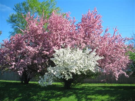 Crabapple With Two Colored Flowers Crabapple Tree Landscape Trees