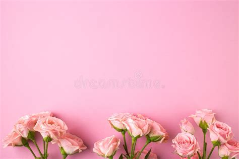 Pink Rose Flowers On Pastel Pink Background Stock Photo Image Of Card