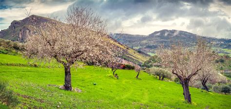 Flowering Almond Garden In Sicily Better Than Milk