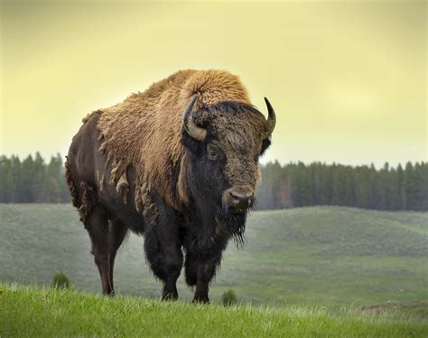 Bison Buffalo American