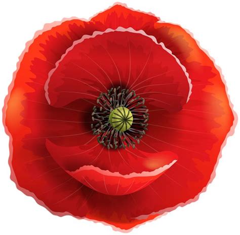 Poppy Transparent PNG Clip Art Image Art Images Flowers Png Poppies