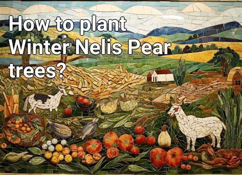 How To Plant Winter Nelis Pear Trees Agriculturegovcapital