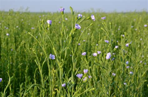 Download Free Photo Of Flax Flower Linen Flower Flax Cultivation