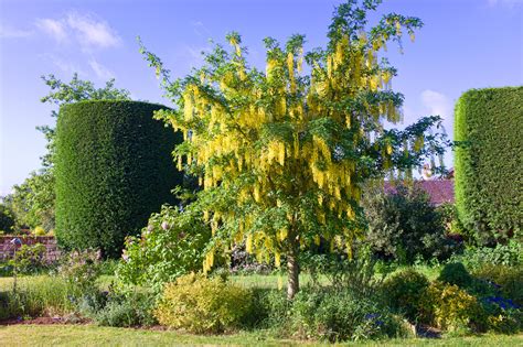 Laburnum X Watereri Vossii Golden Rain Tree Caragh Nurseries