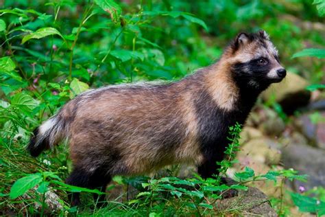 Wild Raccoon Dog That Sparked Emergency Warning Caught And