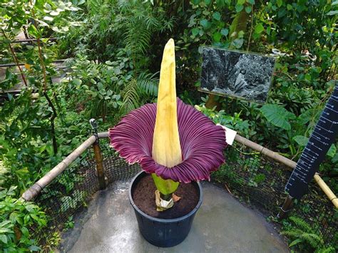 Rafflesia arnoldii (corpse flower) is a species of flowering plant noted for producing the largest individual flower on earth. #MysteryPlants Corpse Flower Corpse flower is the largest ...
