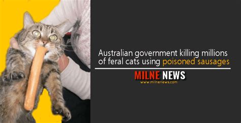Australian Government Killing Millions Of Feral Cats Using Poisoned
