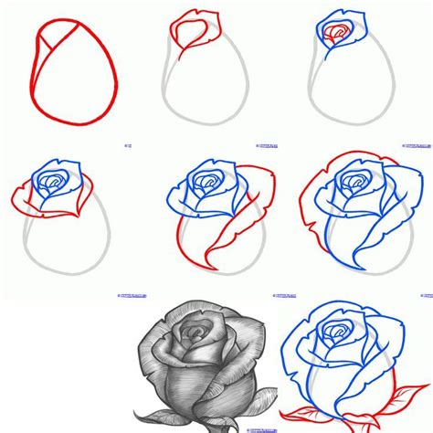 Wie Zeichne Rosen Zeichnungen Flower Sketch Pencil Roses Drawing