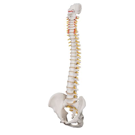 Highly Flexible Human Spine Model Mounted On A Flexible Core 3B