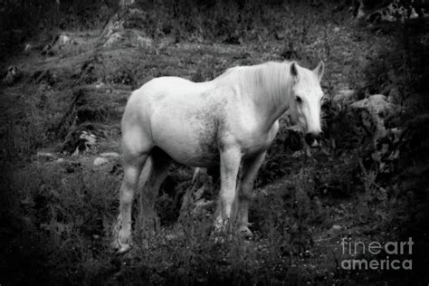 Equine Horse Photograph By Doc Braham Fine Art America