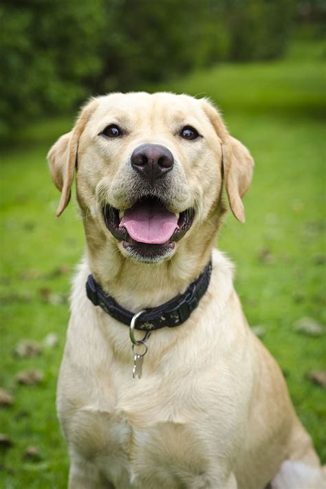 Heres The Difference Between American And English Labrador Retrievers