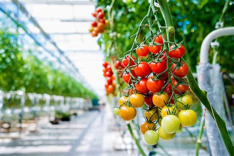 The Worlds Leading Tomato Producing Countries Worldatlas