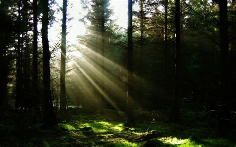 Green Woods Forest Sun Rays Nature Hd Wallpaper Wallpaper Flare