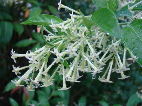 Ultimate Care For Night Blooming Jasmine Plant Plantly