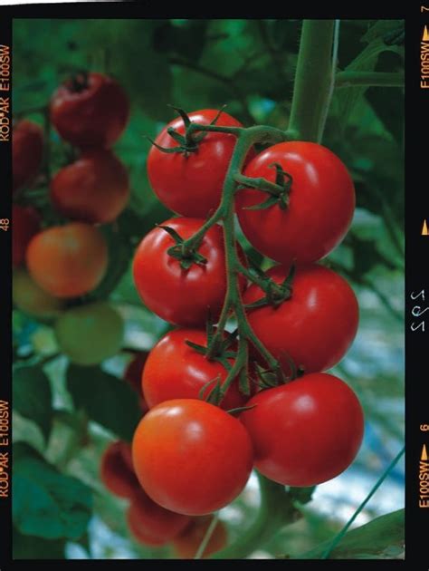 Tomato Shirley F1 Kings Seeds Direct