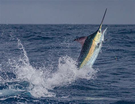 Blue Marlin Pent Up Violence Anglers Journal A Fishing Life