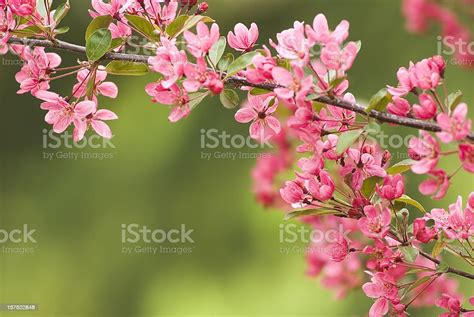 Pink Ornamental Cherry Tree Stock Photo Download Image Now Istock