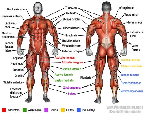 Anatomy of the human body. Learn muscle names and how to memorize them | Weight ...