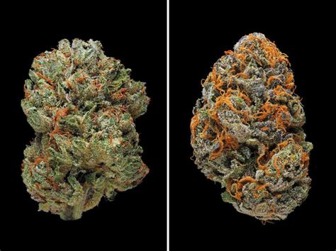 10 strongest weed strains of 2017 so far