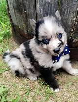 First, if you are not yet from maine, then you are probably wondering how to find free … 72 best images about Pomsky Breeders on Pinterest | Tennessee, Pomeranian husky and Minnesota