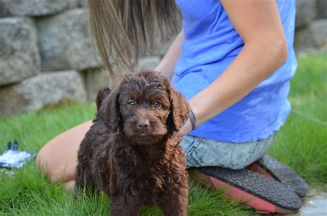 Labradoodle prices fluctuate based on many factors including where you live or how far you are willing to travel. Puppies for sale - Labradoodle, Labradoodles, mini ...