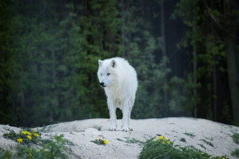 Wolf Howling In The Forest · Free Stock Photo