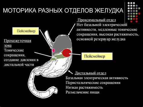 Желудочная диета 5 Желудочная секреция - презентация онлайн Желудочная секреция - презентация онлайн Желудочная диета 5