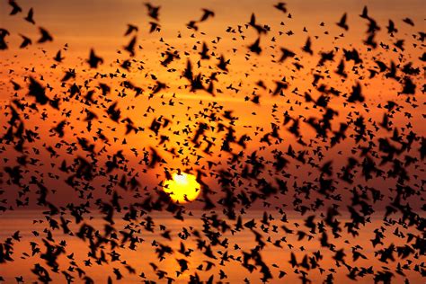 Wallpaper Sunlight Birds Animals Sunset Nature Morning Computer