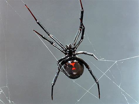 These spiders can be found worldwide with five species established in the united states and are most recognized for the red hourglass. Black Widow Spider Original Filename: a0047-000185b.jpg ...