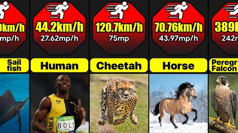 What Are The Fastest Animals In The World Comparison Youtube