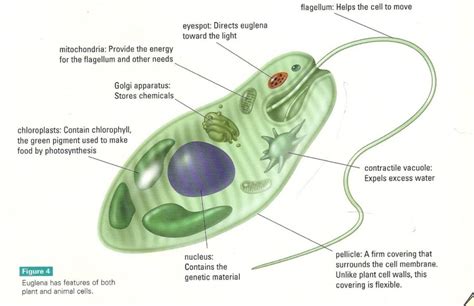 Euglena Diagrams 101 Diagrams