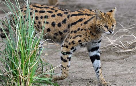 From your parrot to your tortoise, from your snake to your lizard, we'll cover you. Time to Serval You Up a New Tale | Serval, African cats ...
