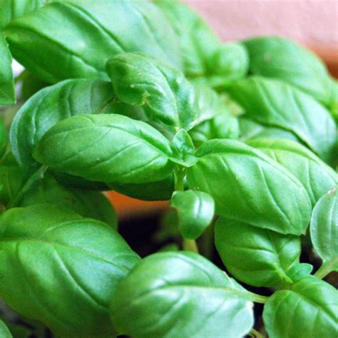 Where To Buy Basil Your Ultimate Guide To Finding Fresh Basil Leaves Planthd