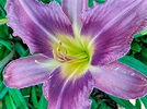 Purple Lily Flower Free Stock Photo - Public Domain Pictures