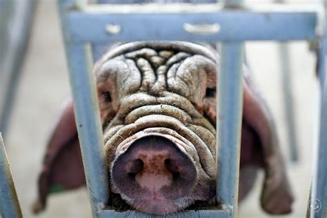 Protected Pork An Afternoon At The Meishan Pig Species Protection Farm