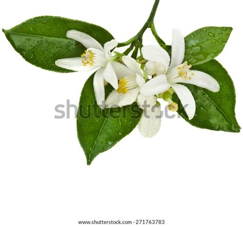 39189 Citrus Blossom Images Stock Photos And Vectors Shutterstock