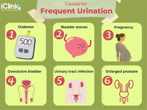 frequent urination in men and women causes diagnosis treatment prevention