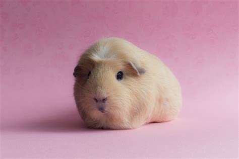 Baby Guinea Pig Wallpapers Top Free Baby Guinea Pig Backgrounds