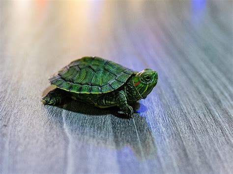 How Long Do Turtles Live Uk Pets