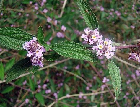 Salvia Morada Planta Nativa