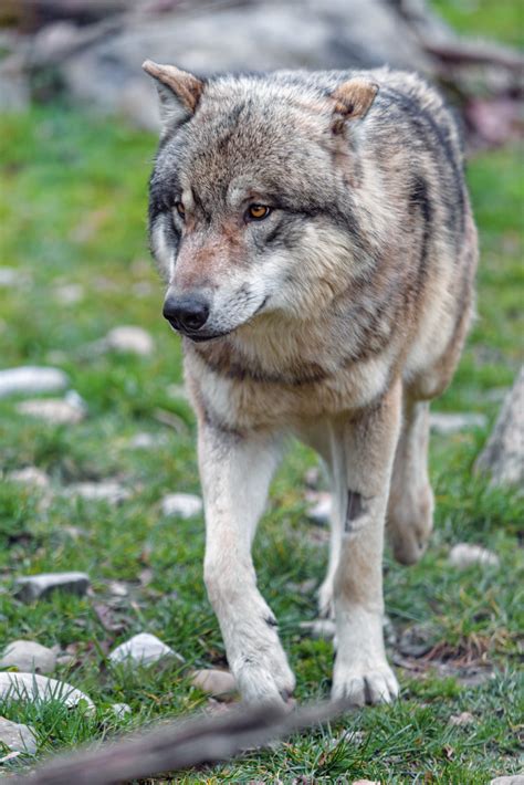 Wolf Walking In The Grass One Of The 2 Wolf Pictures I Got Flickr