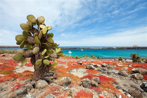 Top 5 Islands To Visit In The Galapagos