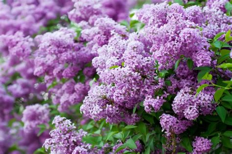 Grow These 10 Fragrant Flowers For A Heavenly Smelling Garden Garden