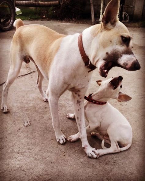 Dog Brothers Getting To Know Each Other For The First Time Funny Dogs