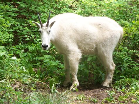 Aggressive Mountain Goats Lured To Heart Lake Hiker Campsites The