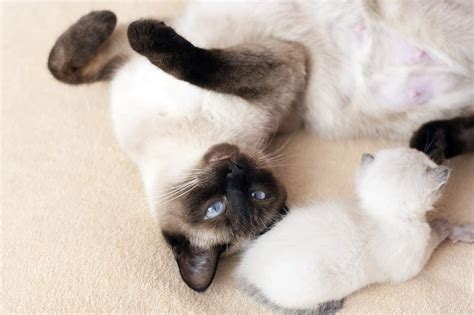 Siamese Cat Names Best 226 Names For Your Furbulous Pet