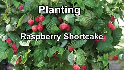 Planting Raspberry Shortcake Youtube