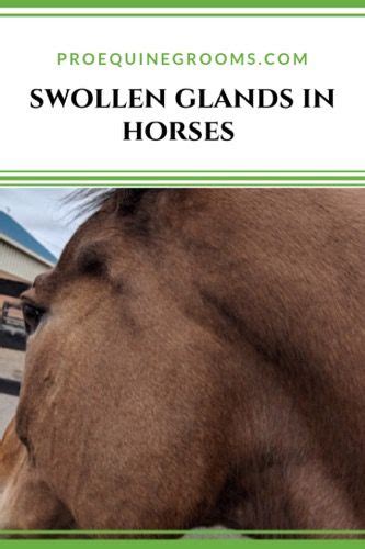 Swollen Glands Maybe In Horses Tips
