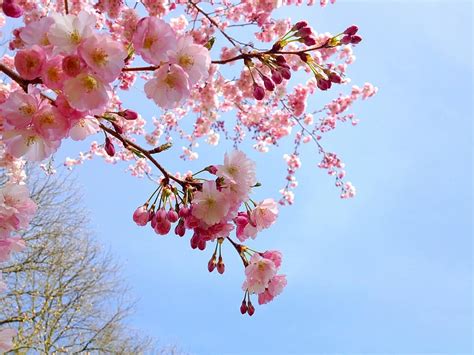 Sakura Cherry Tree Pink Spring Japanese Season Nature Blossom